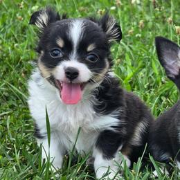 Baxter - Black and white male Chihuahua puppy in Amity, Pennsylvania from Baxters Chihuahuas