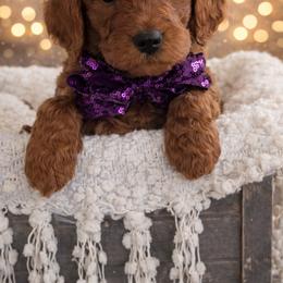 Miss Purple - Red  female Goldendoodle puppy in Greenwood, Louisiana from GoldenFido