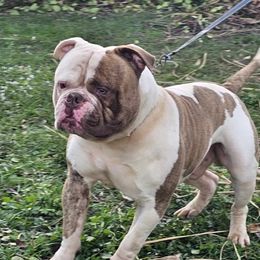 Kano - American Bulldog