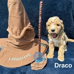 Draco - Apricot male Goldendoodle puppy in Conroe, Texas from Tails of Cypress