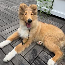 Collie puppies from Clarity