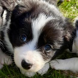 Cullen - Black and white male Border Collie puppy in Lakeview, Michigan from Haven Creek Farm