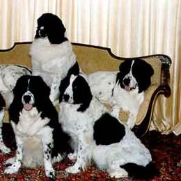 Newfoundland All Grown Up from Ebb Tide Kennels and Stables