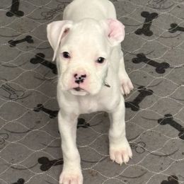 Luna - White female Boxer puppy in Ocala, Florida from Bowers Boxers