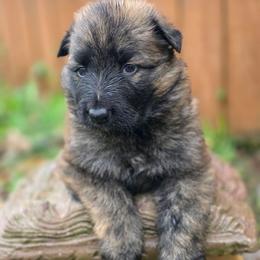 Girl 1 - Sable female German Shepherd puppy in Leon, West Virginia from Heart2Heart Kennels