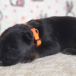 Stark - Black and tan German Shepherd puppy in Warner Robins, Georgia from MaeBella Shepherd Kennels