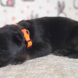 Stark - Black and tan German Shepherd puppy in Warner Robins, Georgia from MaeBella Shepherd Kennels