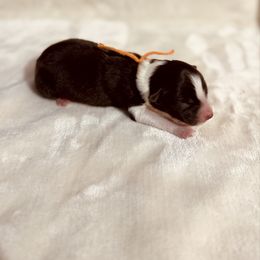 Red Tri Girl 2 - Orange Ribbon - Red tri-color female Australian Shepherd puppy in Dundee, Ohio from Aussies Of Circle H