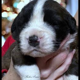 Orange - Mahogany and white male Saint Bernard puppy in New Philadelphia, Ohio from Fletchers Saints