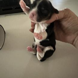Cavalier King Charles Spaniel Puppies from Cavalier Country Farm