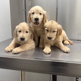 Female 1 - Light golden female Golden Retriever puppy in San Jacinto, California from Golden Retriever Puppy Bliss