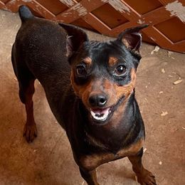 Timmy - Miniature Pinscher