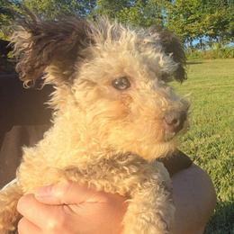 Maja - Merle male Maltipoo puppy in Lebanon, Kentucky from Mosaic Merle Doodles