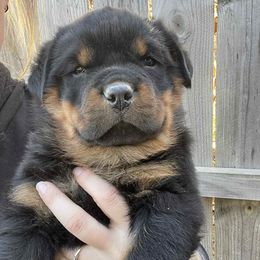 Blue boy - Black and tan male Rottweiler puppy in Industry, Illinois from KDKs Kennels