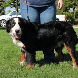Skyler - Bernese Mountain Dog