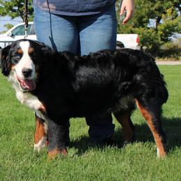 Skyler - Bernese Mountain Dog