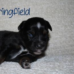 Springfield - Black tri-color male Australian Shepherd puppy in Crockett, Texas from Southern Paws Mini Aussies