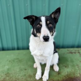 Josey - Border Collie