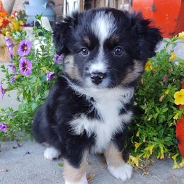 Dachshunds, Miniature Australian Shepherds, and Poodles from Happy Puppy Paws