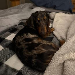 Dachshund All Grown Up from White Pine Weenies