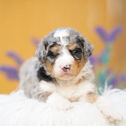 Mateo - Merle male Bernedoodle puppy in Spokane, Washington from Lilac City Doodles