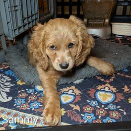 Sammy - Buff female Cockapoo puppy in Sunset, Louisiana from Cano Cockapoos