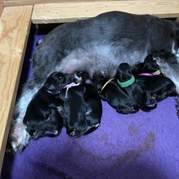 Girl 3 - Black and silver female Miniature Schnauzer puppy in Shenandoah Junction, West Virginia from Majestically Made