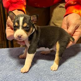 Carl - Black white and tan male Rat Terrier puppy in Gonzales, Texas from Sunshine Deckers