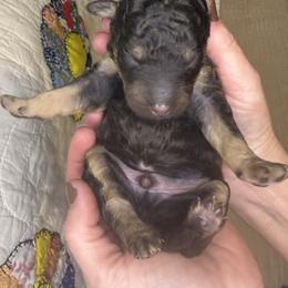 Espresso - Phantom male Bernedoodle puppy in Pittsburg, Illinois from Doodles on Rock Creek