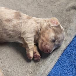 Boy 1 - Fawn (Isabella) male Dachshund puppy in Port Charlotte, Florida from Vicki's Dachshund Crossing