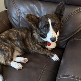 Luna - Cardigan Welsh Corgi