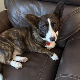 Luna - Cardigan Welsh Corgi