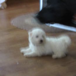 Boy 2 - male Bichon Frise puppy in Rockbridge Baths, Virginia from Bichon Oasis