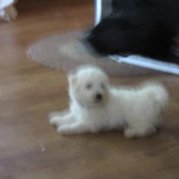 Boy 2 - male Bichon Frise puppy in Rockbridge Baths, Virginia from Bichon Oasis