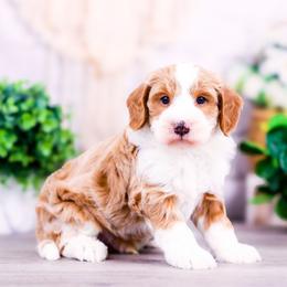 Winston - Brown and white male Bernedoodle puppy in Arthur, Illinois from Central Illinois Bernedoodles