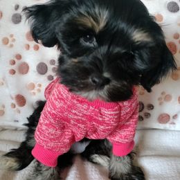 Pepper - Black and white female Havanese puppy in New Castle, Colorado from Havanese Havaton Pups