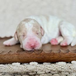 Vespa - Parti female Goldendoodle puppy in Dayton, Ohio from Perks Court Doodles