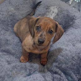 Dachshund Puppies from Slinky’s Dachshunds