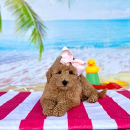 Peaches Light Pink Girl - Apricot female Goldendoodle puppy in Kountze, Texas from Texas Doodles LLC