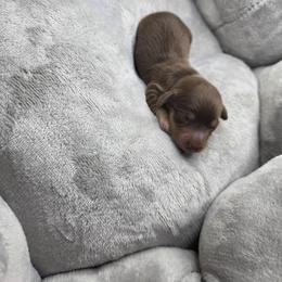 Prince Naveen - Chocolate and cream male Dachshund puppy in Las Piedras from New Empire Kennels