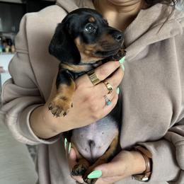 Tank - Black and tan male Dachshund puppy in Aurora, Colorado from Ozge's Dachshunds