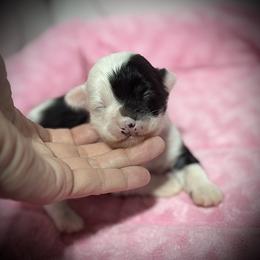 Boy 2 - Black and white male Chinese Crested puppy in Tomball, Texas from Gracieux Chinese Cresteds