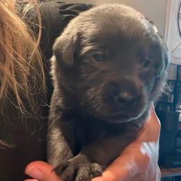 Orange- Charcoal Male - Charcoal male Dilute Retriever puppy in Marion, Illinois from Summer Lovin’ Labradors of Southern Illinois