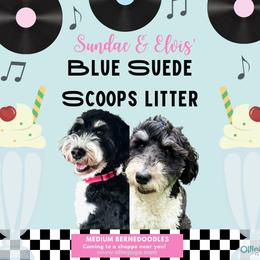 Bernedoodle puppies from OlliePups, LLC