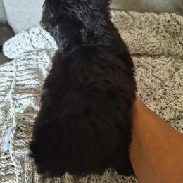 Maltipoo Puppies from Kirksey Texas Elite Maltidoodles