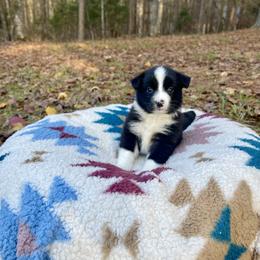 Australian Shepherd Puppies from Southern Tribute Farms