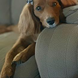 Molly - Cavapoo