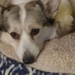 Dachshunds and Pembroke Welsh Corgis from Kendaline Kennels