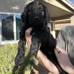 Stella - Black female Goldendoodle puppy in Mesa, Arizona from Schmidt’s Doxies N Doodles