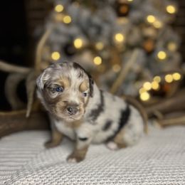Miniature Australian Shepherd Puppies from Quartz Creek Aussies